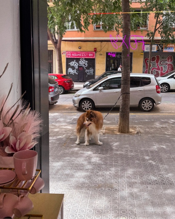 Foxy by Alissia, Barcelona — Trabajo de estudio